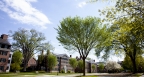 Tuck-News-Summer-Campus-Sun-Trees-1400-750.jpg