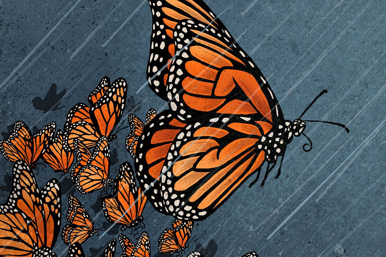 Monarch butterflies illustration