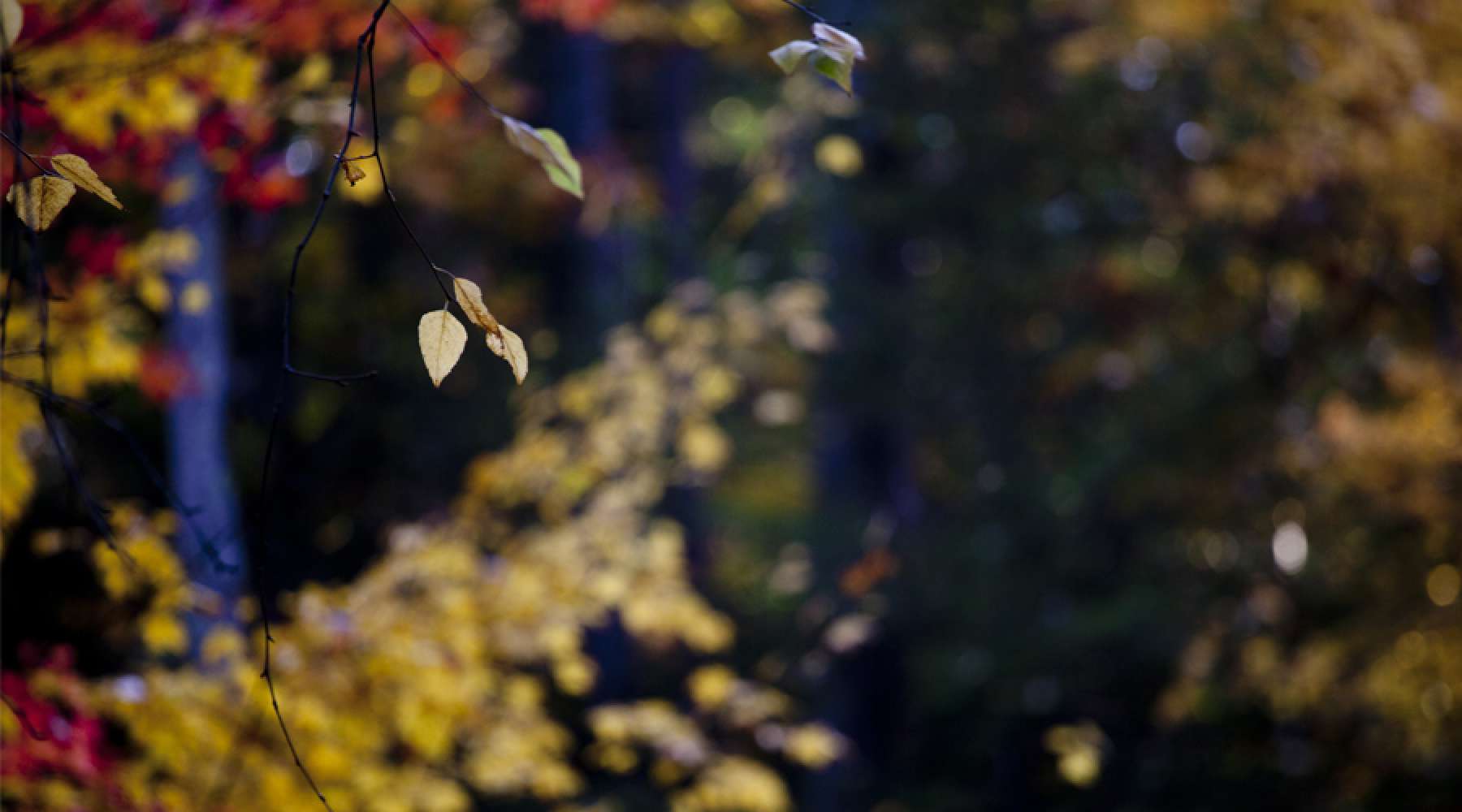Fall-Scenic-Leaves-900-500.jpg