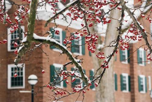 Winter scenic shot of tree with snow and berries