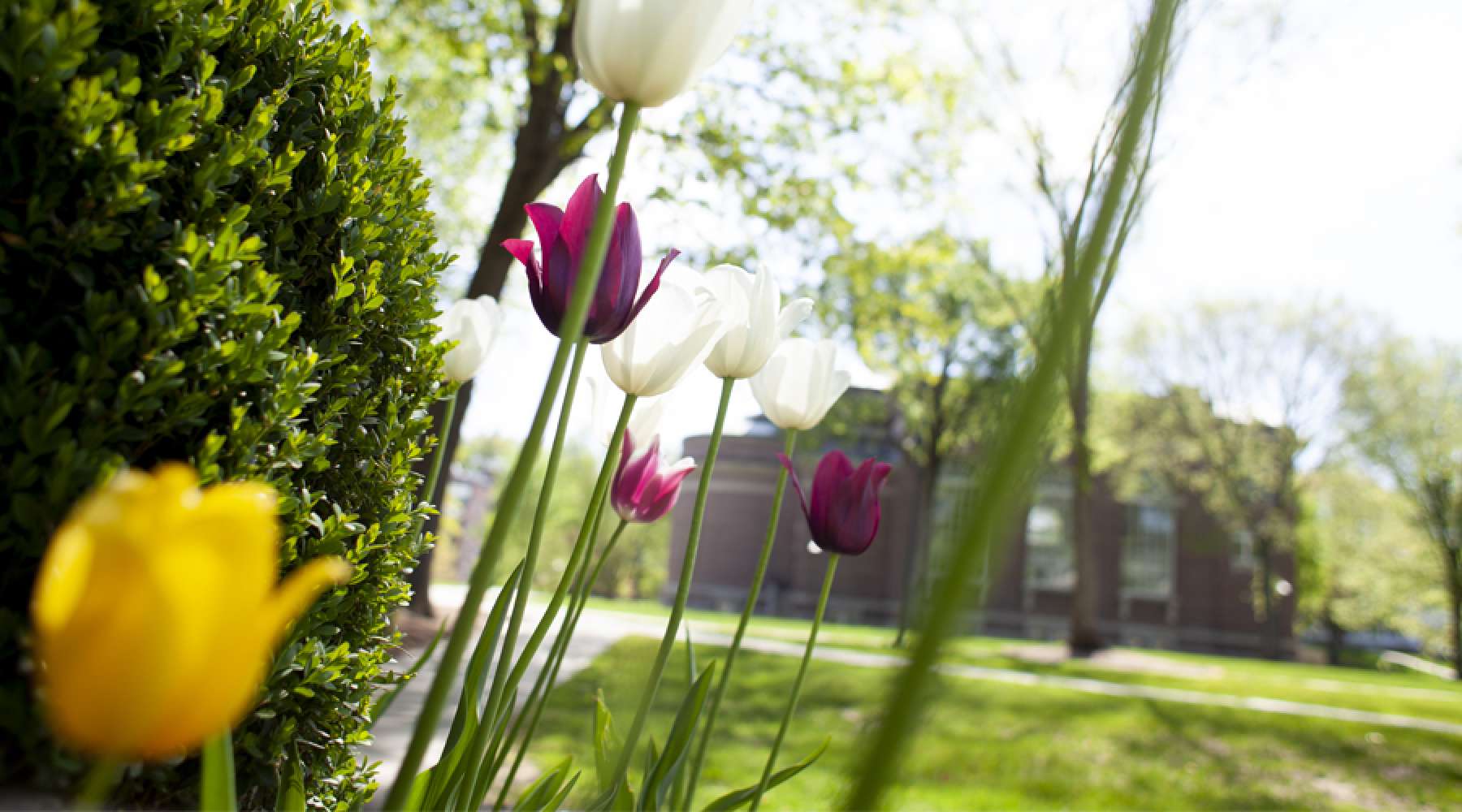 Tulips on campus