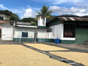 Coffee beans lying on the ground on tarps